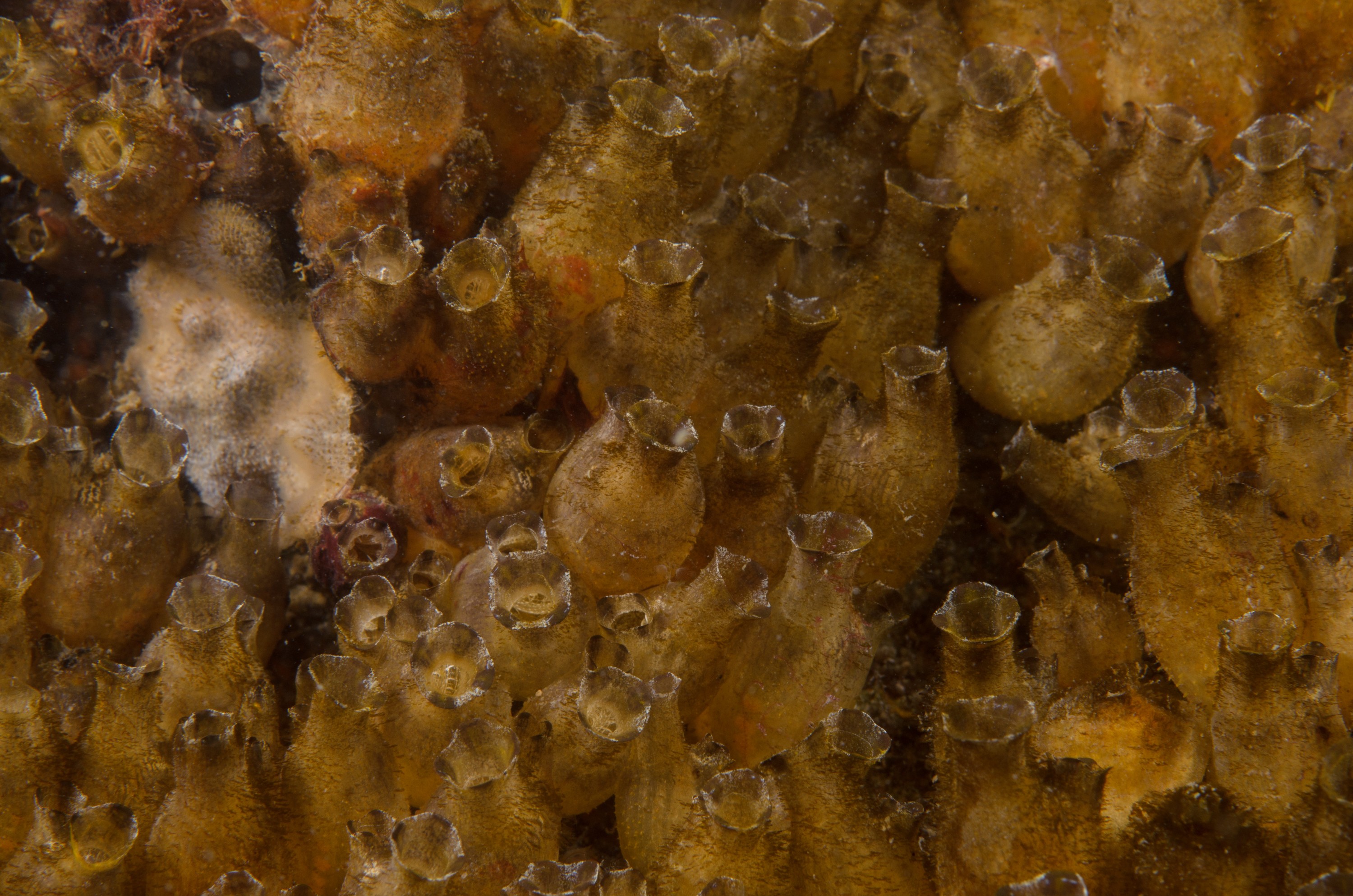 DSC_1689 – crispin, nz, new, zealand, new zealand, aug16_cm, Polyandrocarpa, zorritensis, invasive, pest, ascidian,